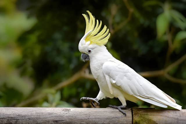 Cacatúa blanca con la cresta alzada caminando de forma graciosa sobre un palo de madera.
