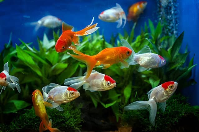 Peces de varias especies nadando en un acuario de agua fría con plantas naturales.