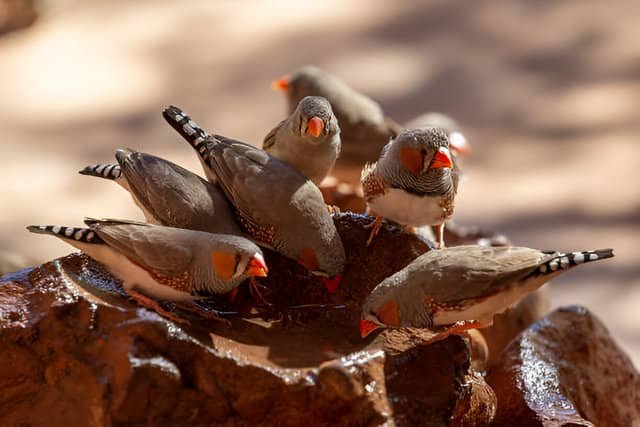 Grupo de diamantes mandarines bebiendo agua en una fuente