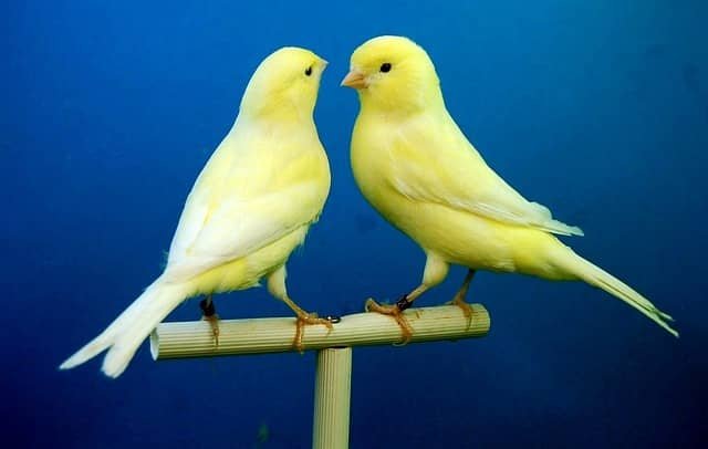 Dos canarios amarillos posados en una varilla con un fondo azul que resalta su plumaje brillante.
