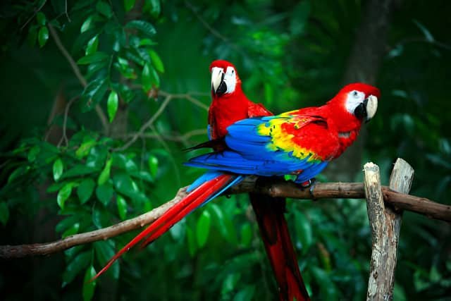Dos loros rojos posados sobre una rama en un entorno natural.