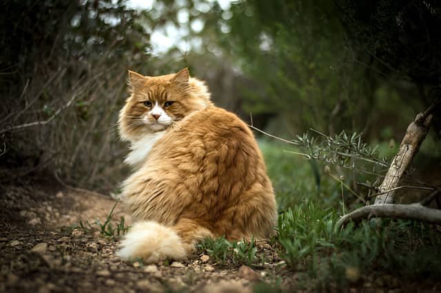 Gato Bosque de Noruega descansando en un bosque verde.