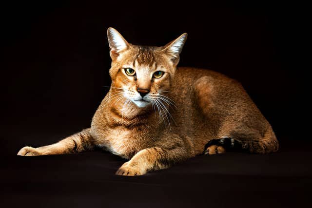 Un gato Chausie de cuerpo atlético y pelaje marrón sobre un fondo negro.