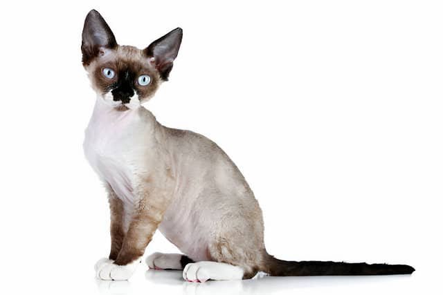 Un gato Devon Rex de ojos grandes y orejas grandes, una de las razas de gatos pequeños más peculiares.