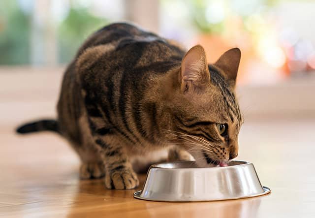 Un gato doméstico comiendo de un tazón de comida.