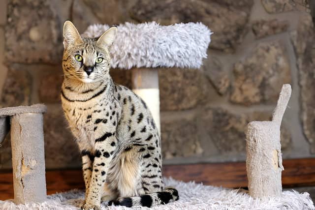 Gato Savannah sentado en la terraza de una cabaña