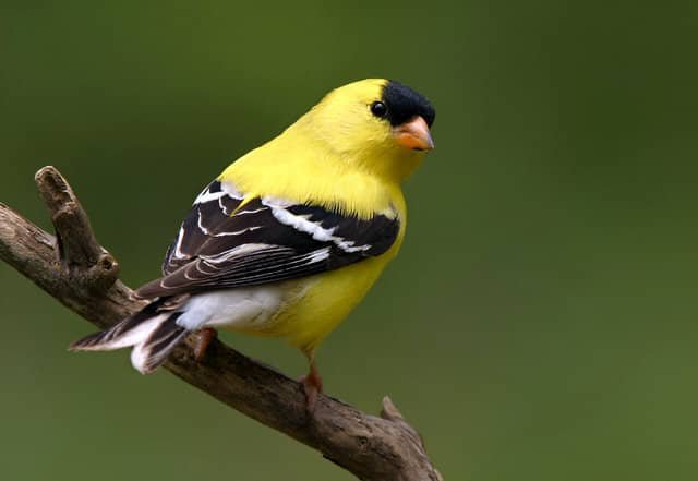 Jilguero americano posado en una rama, mostrando su vibrante plumaje amarillo y negro.