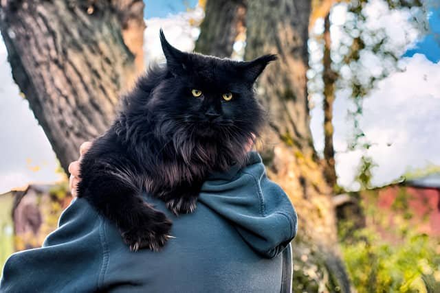 Maine Coon sobre los hombros de una persona, ejemplo de gatos grandes.