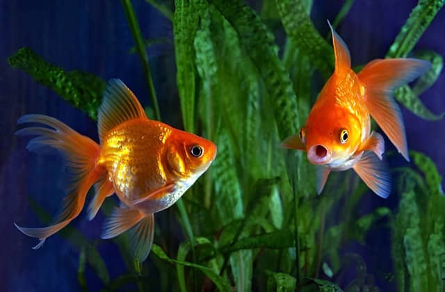 Dos peces de agua fría nadando en un acuario con plantas naturales.