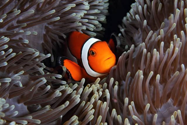 Pez payaso saliendo de una anémona, ejemplar icónico de peces de agua salada en su hábitat natural.