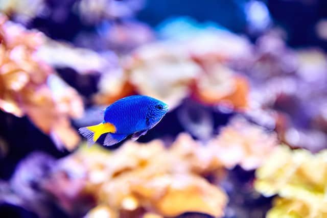 Pez damisela en un acuario de agua salada rodeado de corales y rocas marinas.