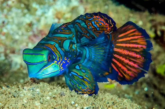 Pez mandarín en un acuario de agua salada, mostrando sus colores vibrantes.