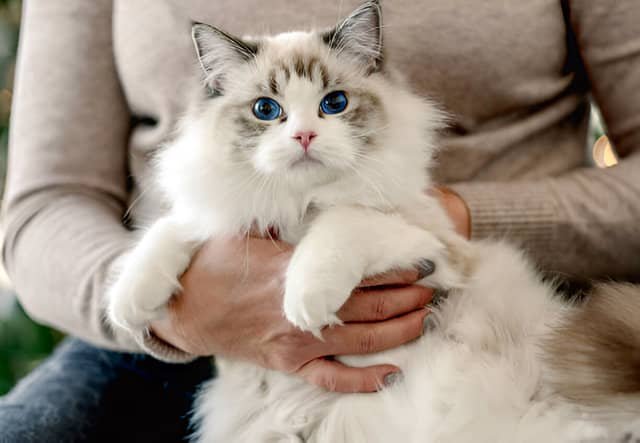 Ragdoll descansando en el regazo de una mujer, típico de los gatos grandes y cariñosos.