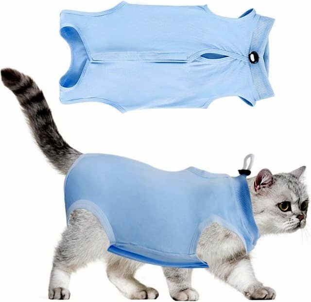 Gato con ropa para mascotas luciendo un elegante suéter azul