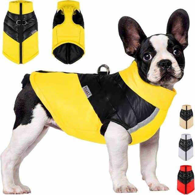 Perro con ropa para mascotas en colores amarillo y negro.