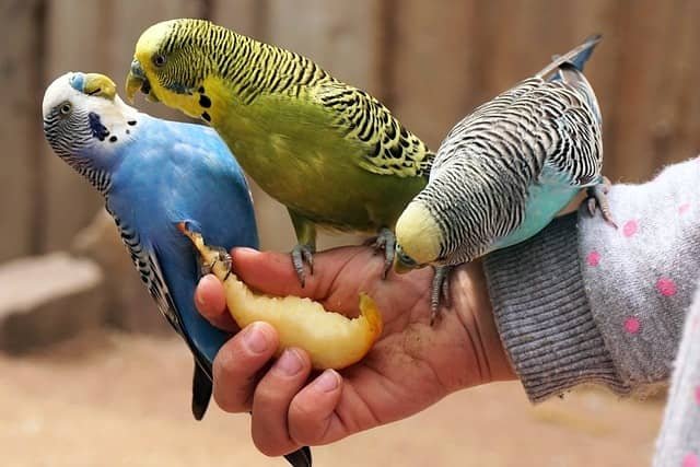 Tres periquitos comiendo un trozo de manzana desde la mano de una persona.