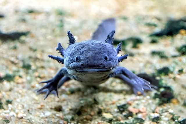 Ajolote azul nadando en un acuario limpio y bien iluminado