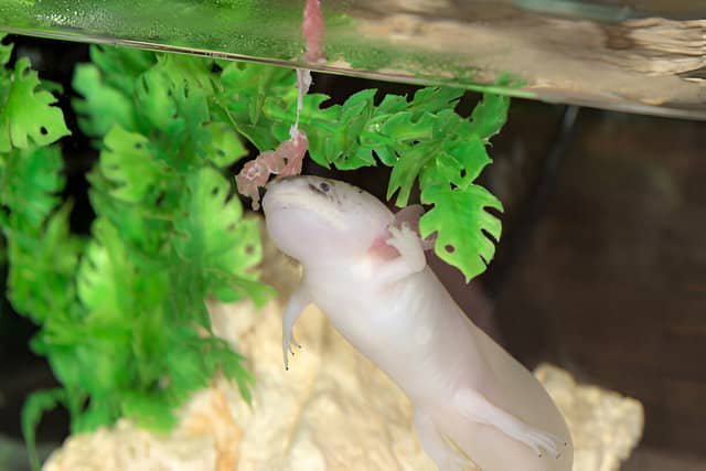 Ajolote rosa comiendo en un acuario