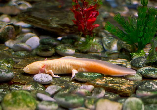 Ajolote descansando en el fondo de un acuario decorado con plantas y piedras.