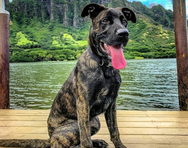 Perro majorero paseando junto a su dueño, con la cabeza del perro claramente visible.