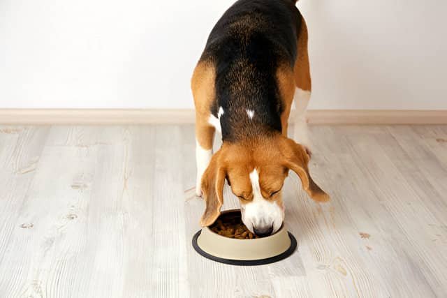 Beagle comiendo en una habitación tranquila.