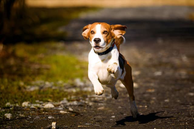 Beagle corriendo en un parque mientras entrena.