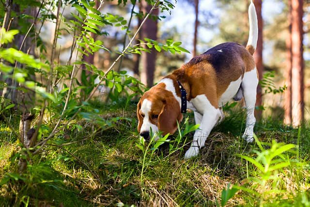 Beagle olfateando el suelo en un bosque.