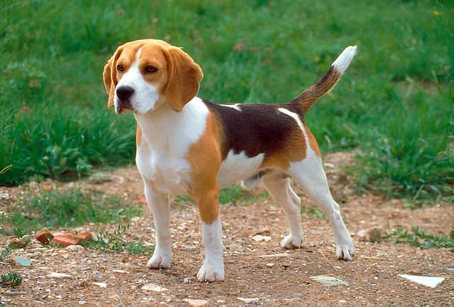 Beagle en un descampado, de pie y en posición vigilante.