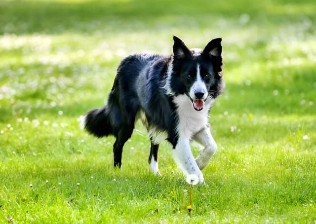 Border Collie caminando sobre la hierba de un parque.