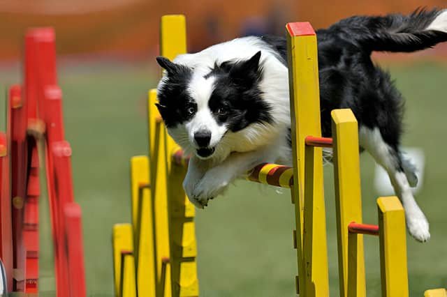 Border Collie saltando un obstáculo en una pista de agility.