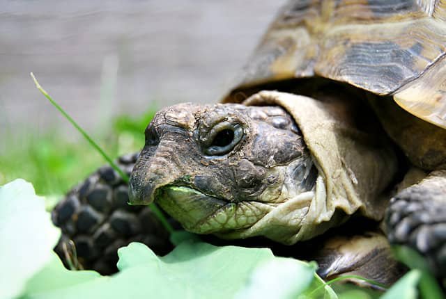 Primer plano de la cabeza de una tortuga rusa con su característico caparazón marrón y ojos atentos.