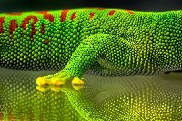 Primer plano de la piel y una pata de un gecko diurno de Madagascar con detalles de sus colores y almohadillas adhesivas.