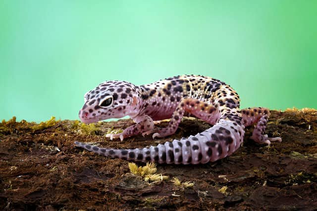 Gecko leopardo descansando sobre un tronco en su terrario