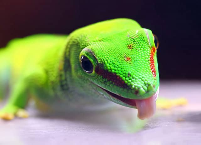 Gecko diurno de Madagascar bebiendo de una gota de agua