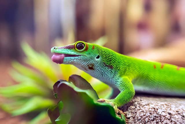 Un gecko diurno de Madagascar en cautividad descansando en una rama dentro de un terrario.