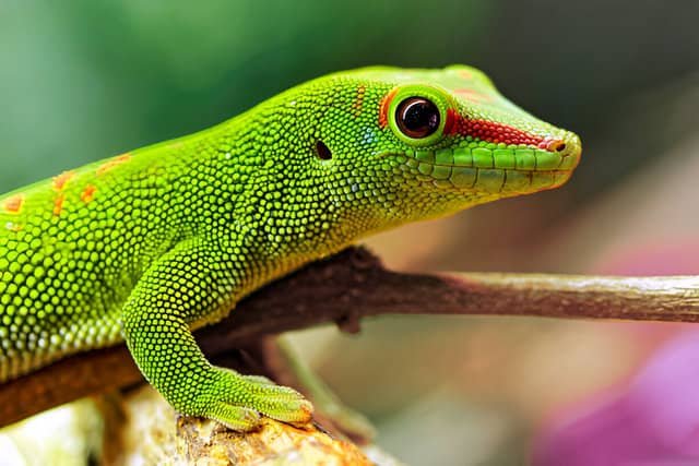 Gecko diurno de Madagascar posado sobre una rama en su hábitat natural