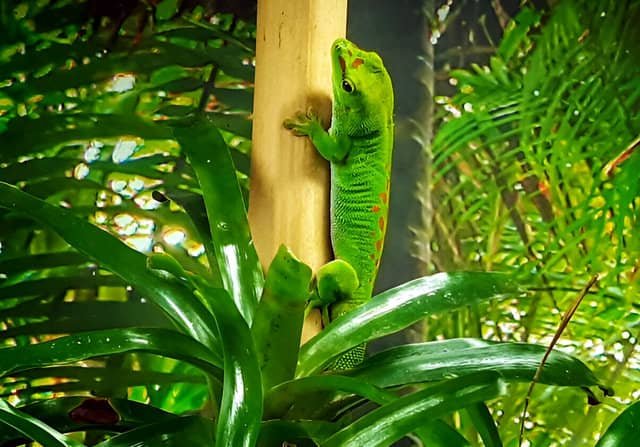 Gecko diurno de Madagascar trepando en su hábitat natural