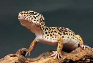 Primer plano de un gecko leopardo en estado de alerta con ojos abiertos y postura erguida