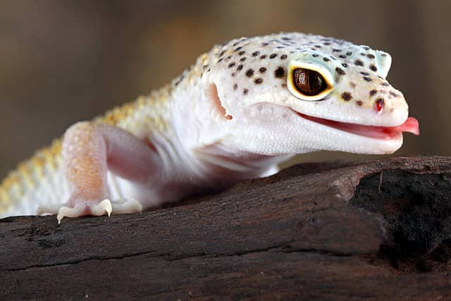 Gecko leopardo comiendo un insecto en su terrario