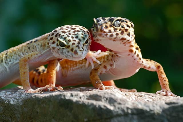 Pareja de geckos leopardo descansando juntos