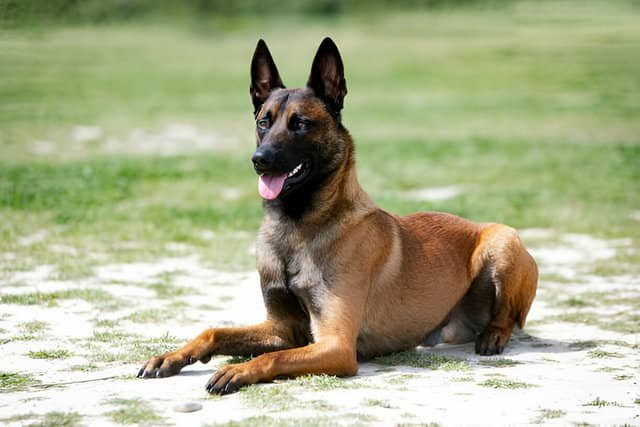 Pastor belga malinois tumbado en un descampado con mirada alerta.