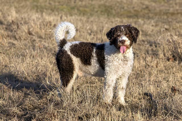 Perro de agua español blanco y marrón de perfil en un descampado