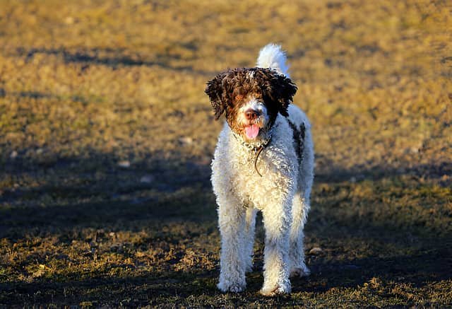 Perro de agua español en un descampado.