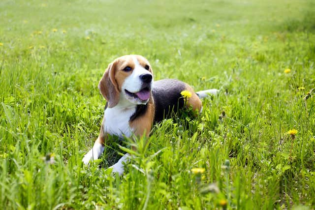 Beagle tumbado sobre la hierba de un prado.