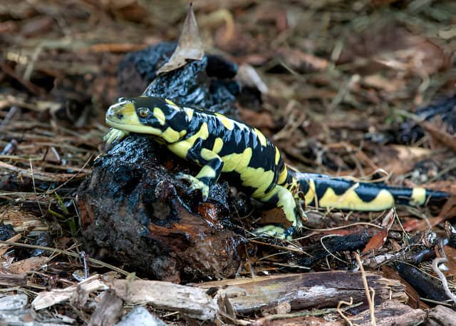 Salamandra tigre (Ambystoma tigrinum) descansando sobre un tronco húmedo en el bosque