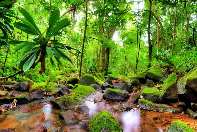 Vista de la exuberante selva de Madagascar con frondosos árboles y vegetación tropical