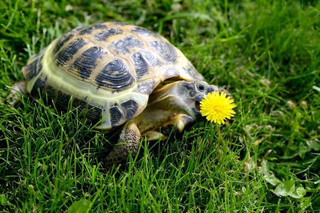 Tortuga rusa intentando comer una flor de diente de león, capturada en un entorno natural.