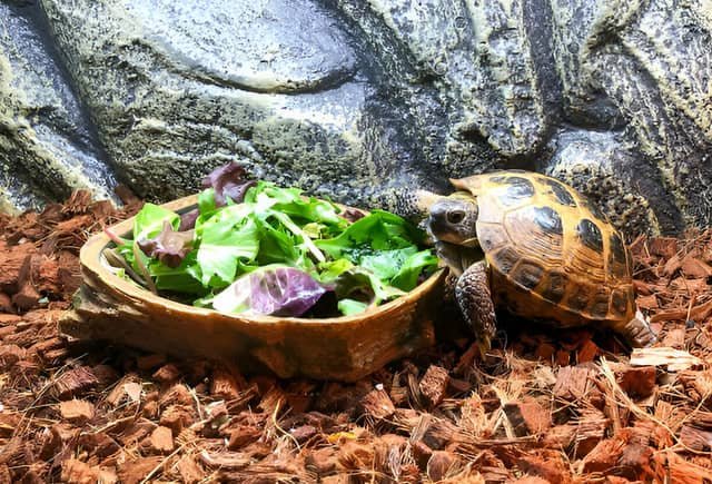 Tortuga rusa en un terrario comiendo hojas verdes frescas.