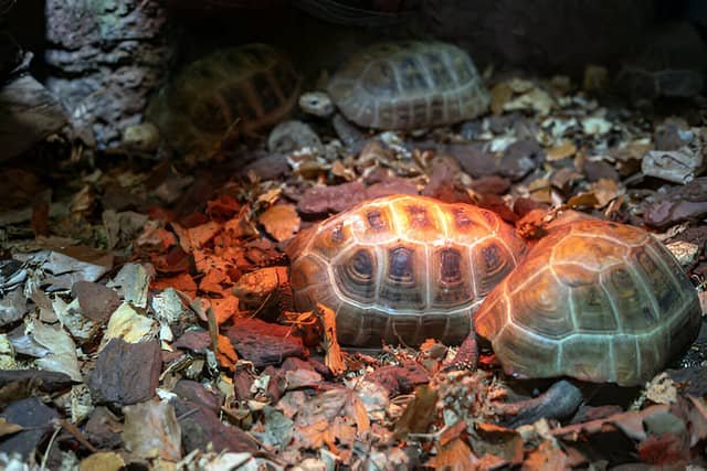 Grupo de tortugas rusas en un terrario bajo una luz roja para regular la temperatura.